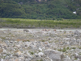 cows crossing Leones river