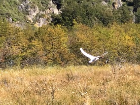cisne de cuello negro